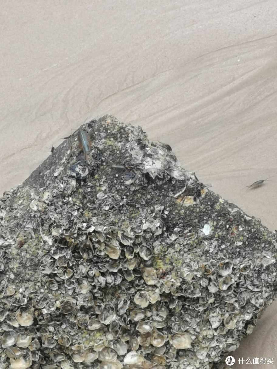 海边的樵石最好别带孩子去，很多这不知道叫啥的虫子，个非常大。