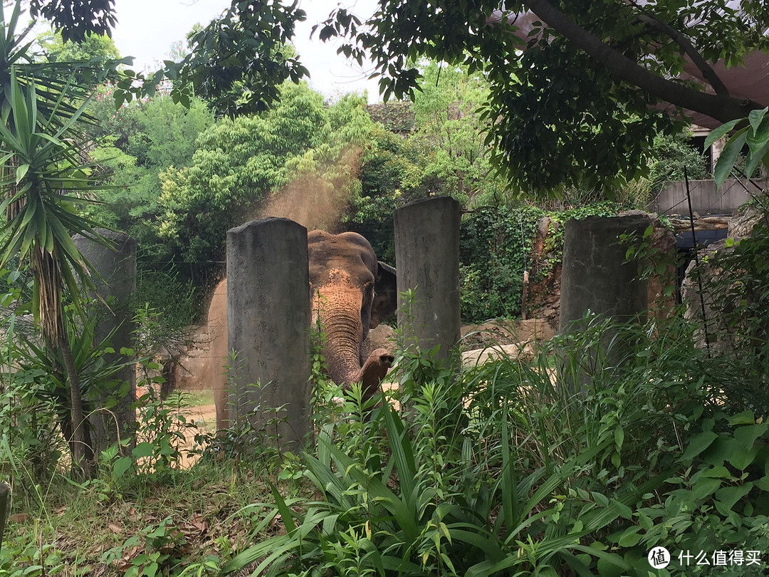 日本关西8日7晚自由行游记篇七 大阪周游第二日 动物园 通天阁 天王寺和大阪城 国外自由行 什么值得买