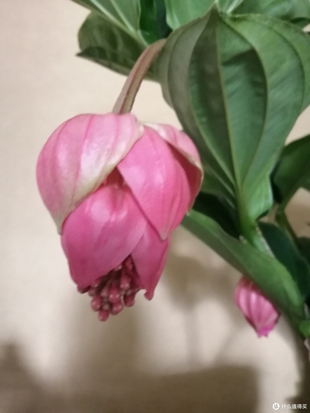 开箱晒物:高端大气的宝莲灯花卉,养花就要从高端花卉开始