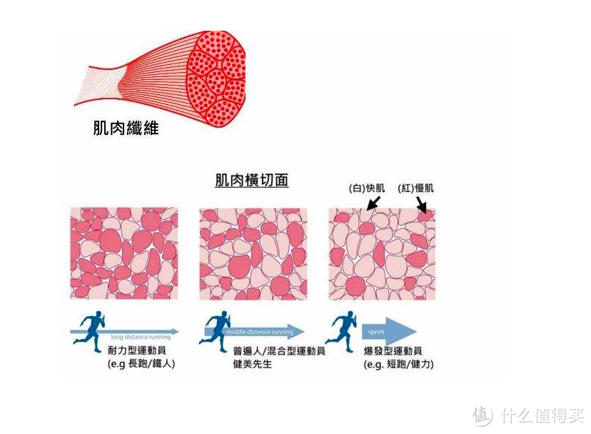 用进废退，潜力无穷——了解我们的身体奥秘之肌肉篇