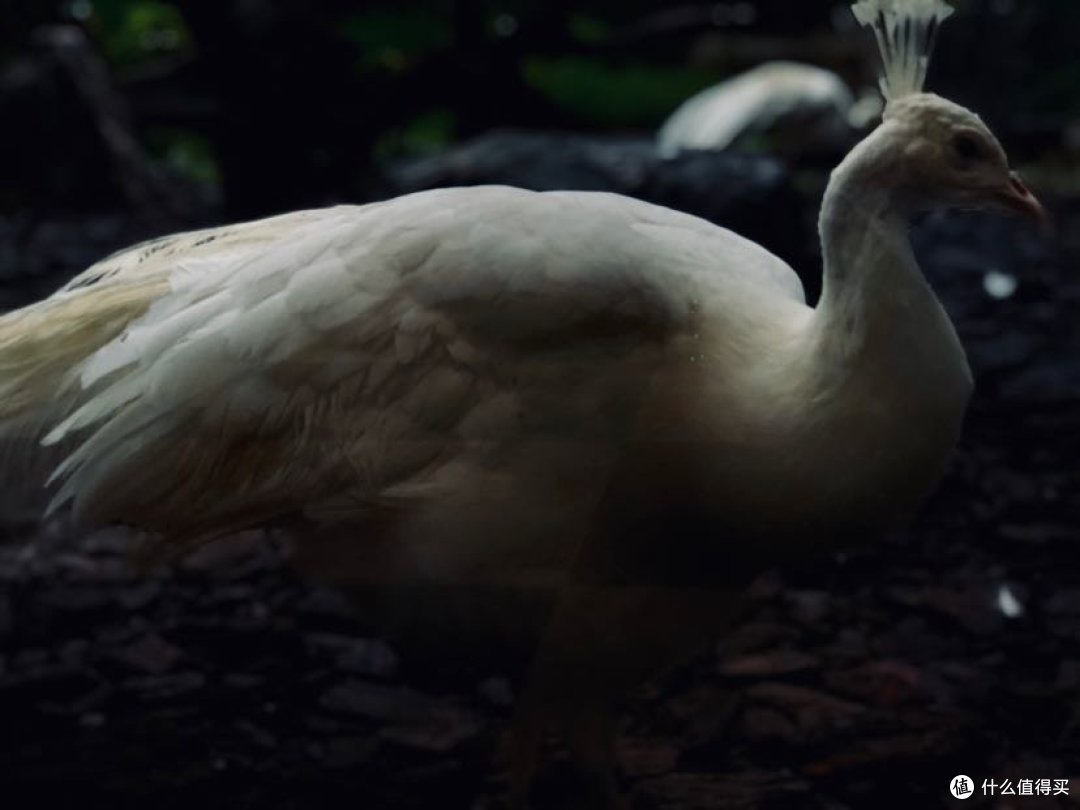 你走进了我的镜头里
