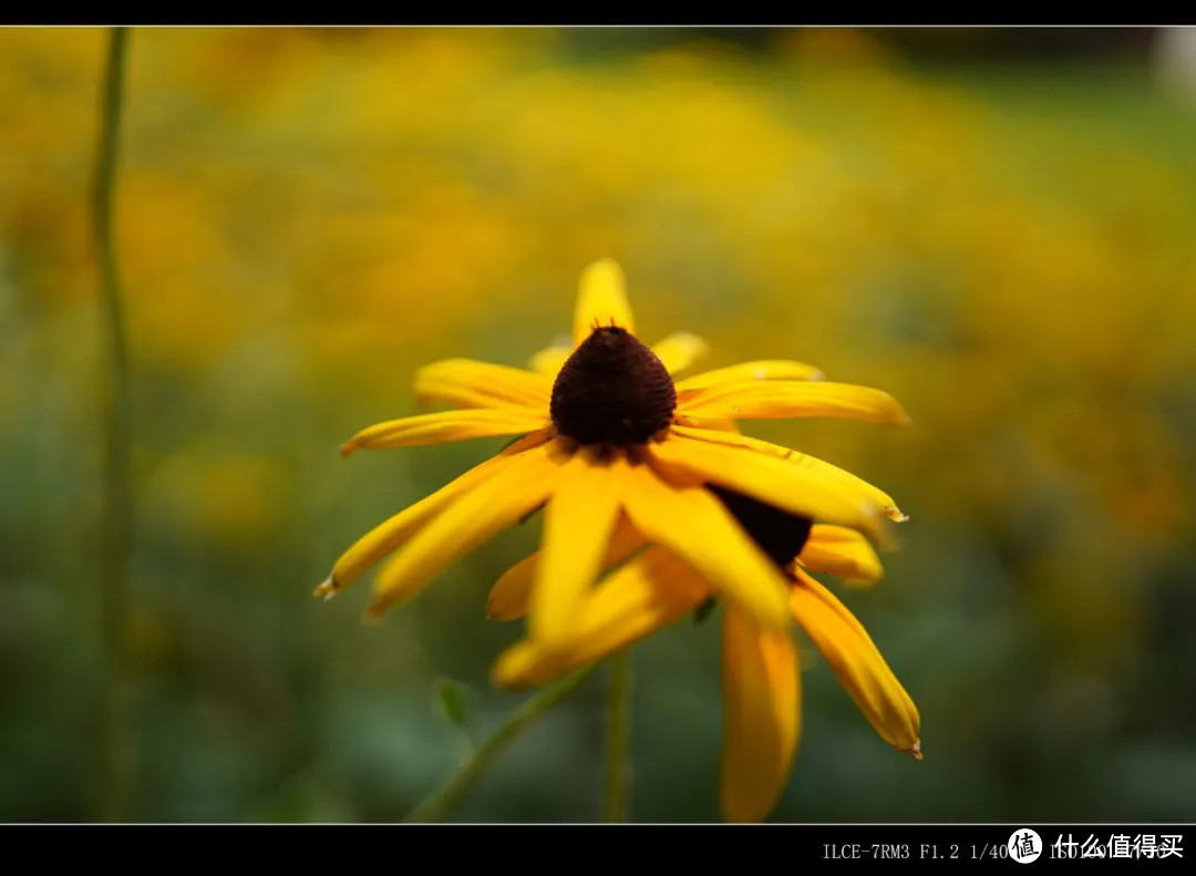 适马35mm F1.2