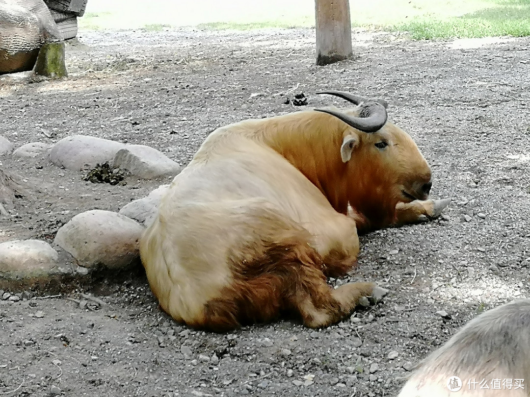 金毛羚牛，活在2400-4200的高山密林
