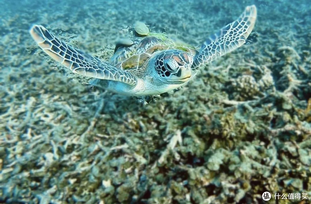 解锁海岛旅行新玩法：考一张潜水执照，探索地球70%的美