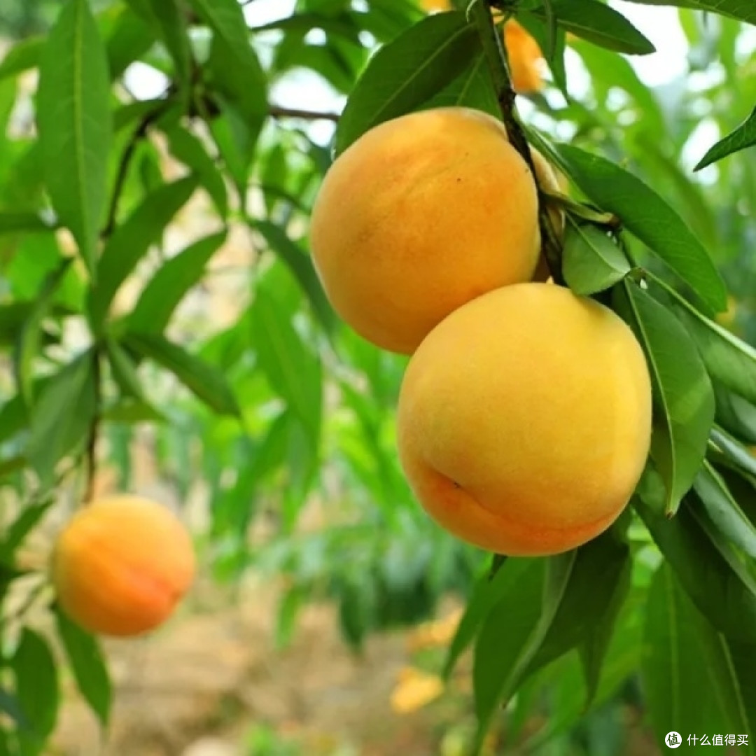 新奇水果篇十六 黄金水蜜桃 桃之夭夭 灼灼其华 桃之夭夭 有蕡其实 无蜜桃不夏天的选择 新鲜水果 什么值得买