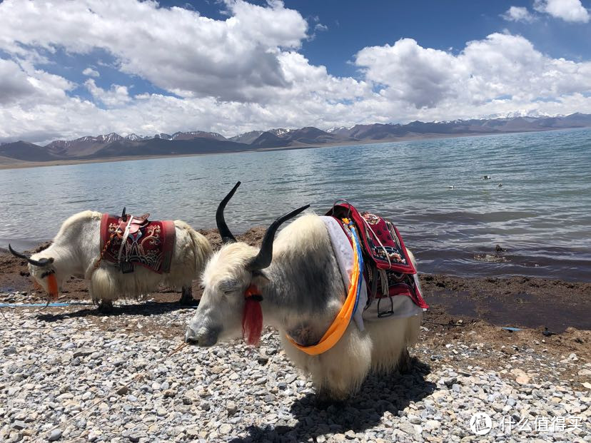 在蓝天白云下，远处是雪山印花托出湖水更加清澈透明。牦牛被藏民用来为游客提供拍照。
