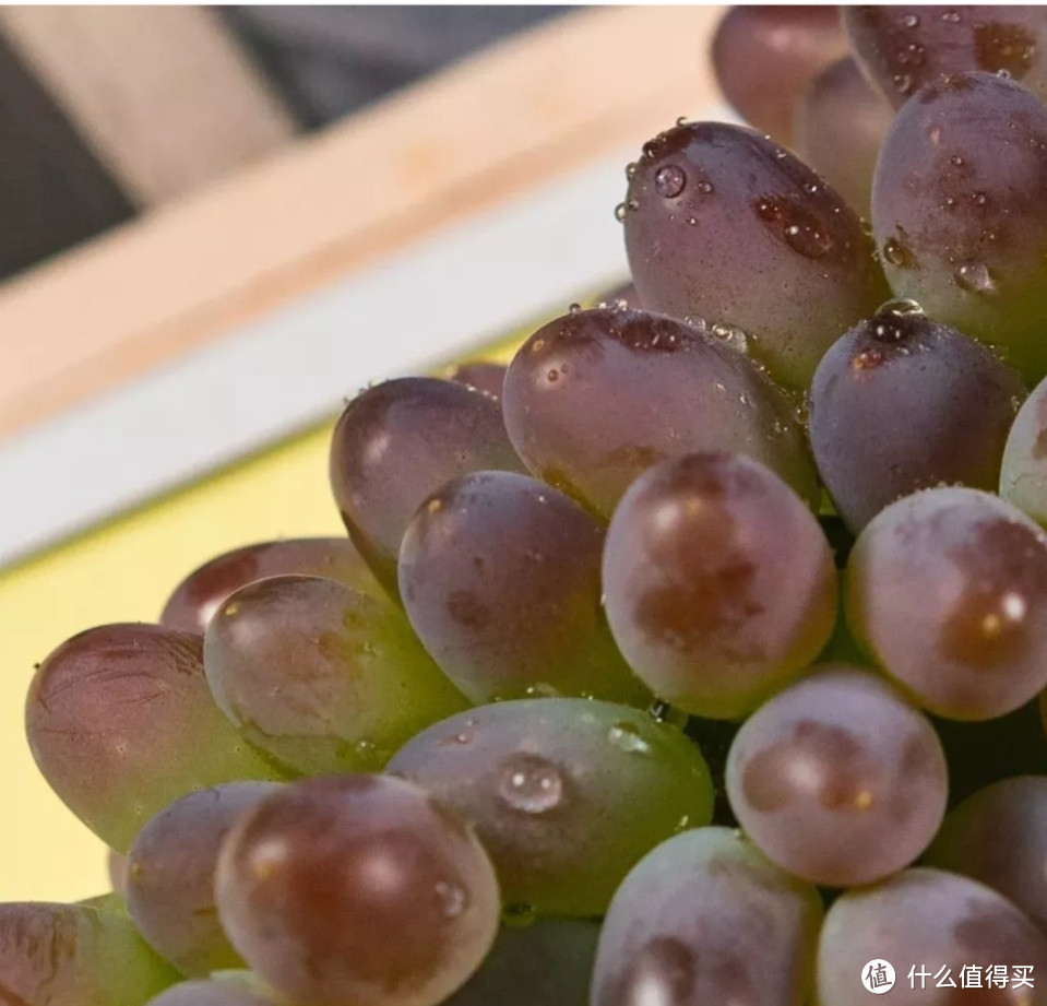 茉莉香味的紫绿色小葡萄（入口清凉口味，后感茉莉花香）天下第一好吃的葡萄