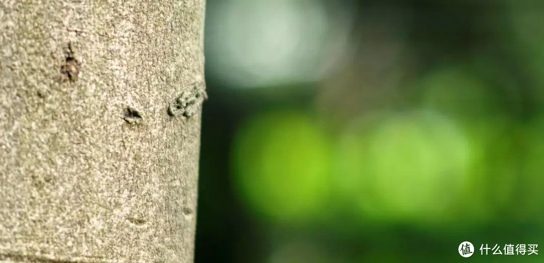 单评 | 七工匠75mm F1.25镜头测试