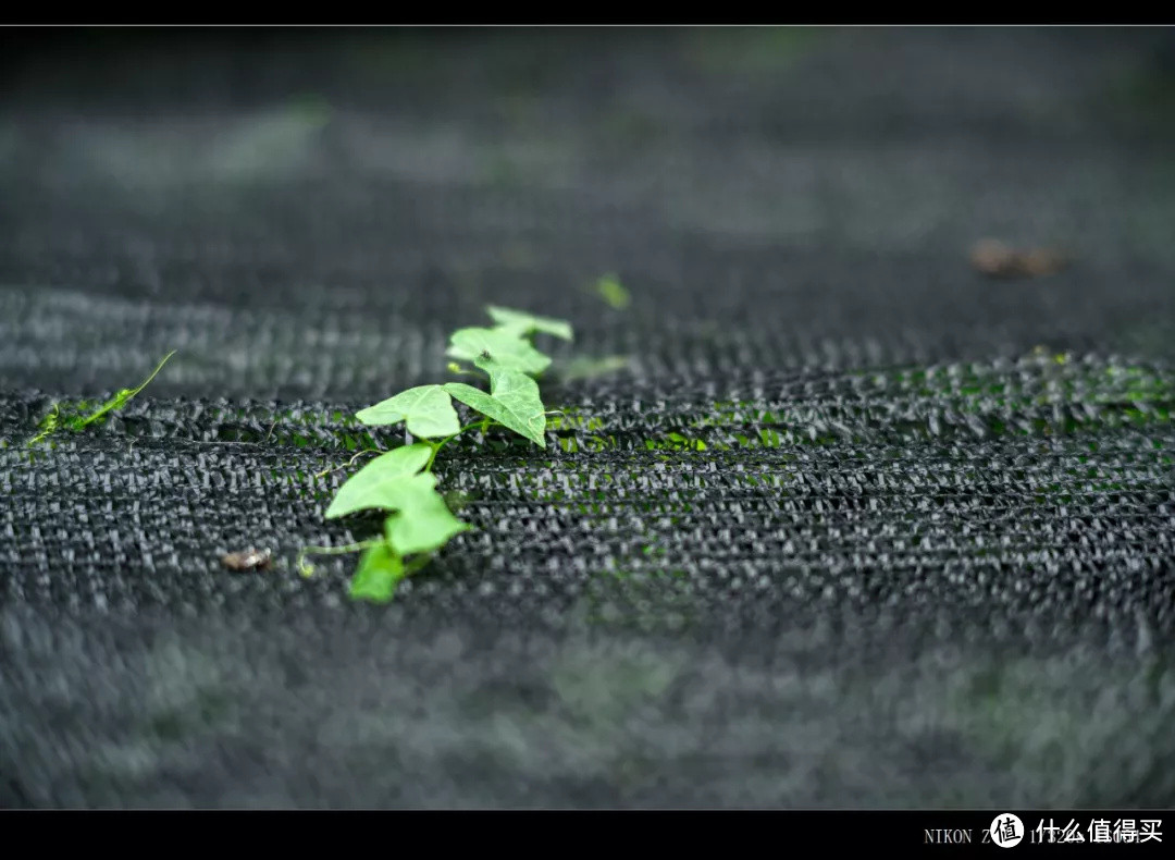 单评 | 七工匠75mm F1.25镜头测试