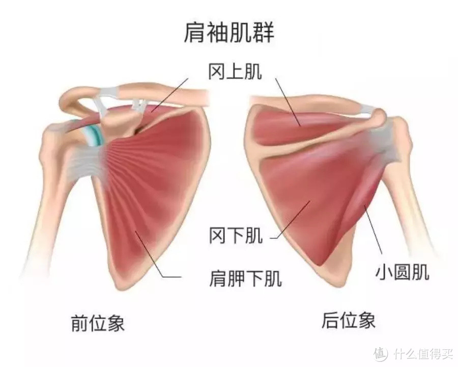 肩膀有问题，让你虎背熊腰显胖10斤，解决这才是关键