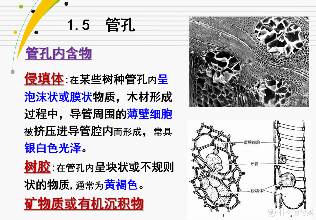 关于管孔与侵填体的介绍