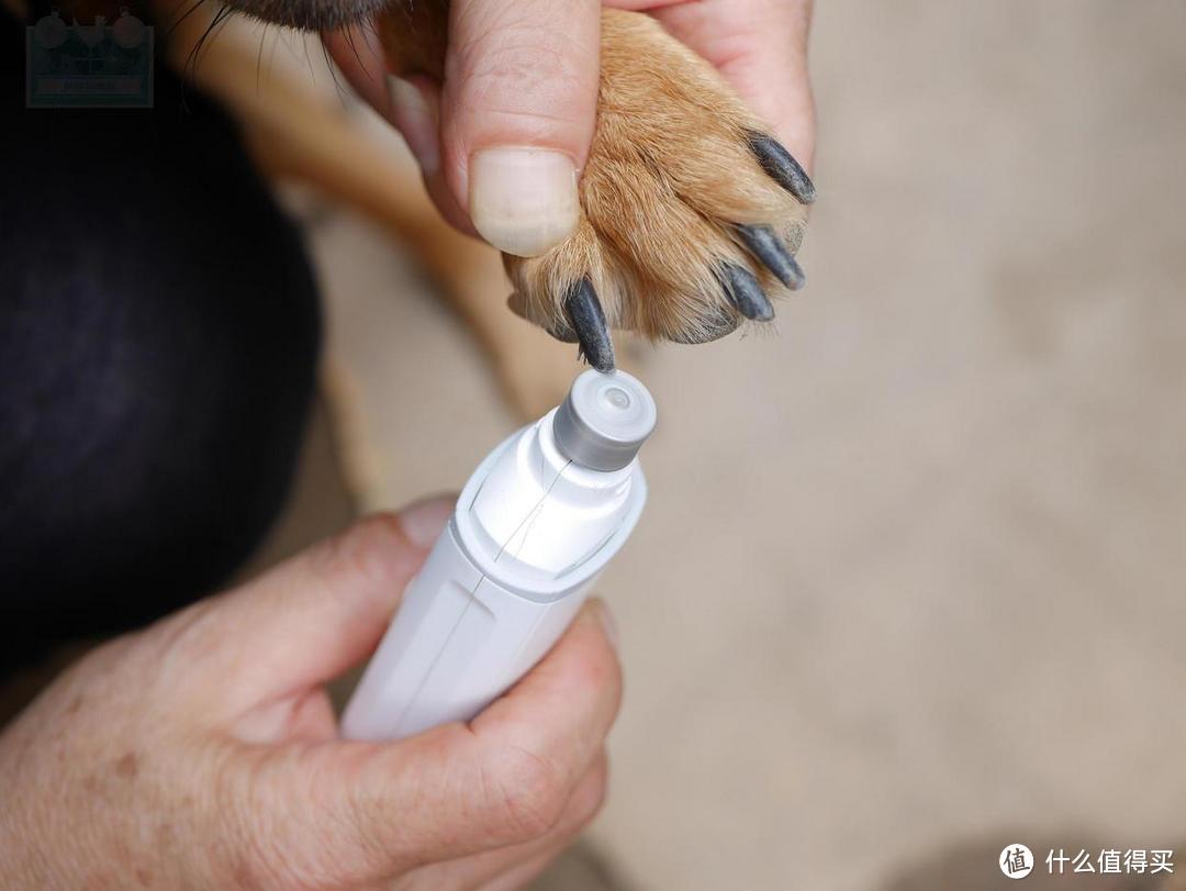 不用剪刀，用磨爪器让狗狗的指甲干干净净整整齐齐