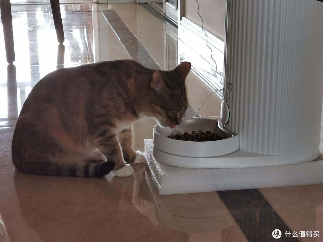 猫奴必备，性价比最高的自动喂食器————尾巴生活食光机Feeder智能喂食器