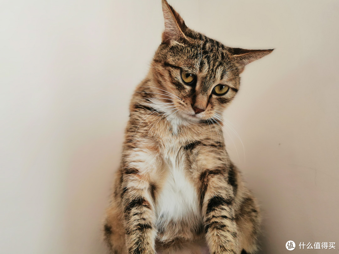 猫奴必备，性价比最高的自动喂食器————尾巴生活食光机Feeder智能喂食器