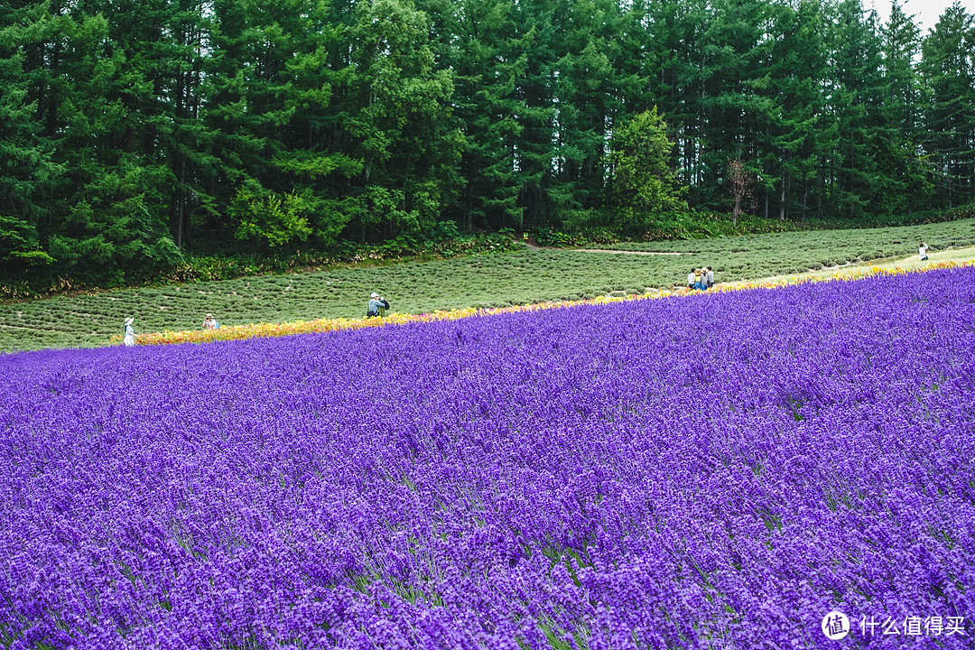 超详细！9天8晚带你领略那些绝美的夏日景色之北海道篇（含逛吃探店情报）