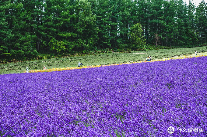 北海道和东北青森之旅篇二 超详细 9天8晚带你领略那些绝美的夏日景色之北海道篇 含逛吃探店情报 国外自由行 什么值得买