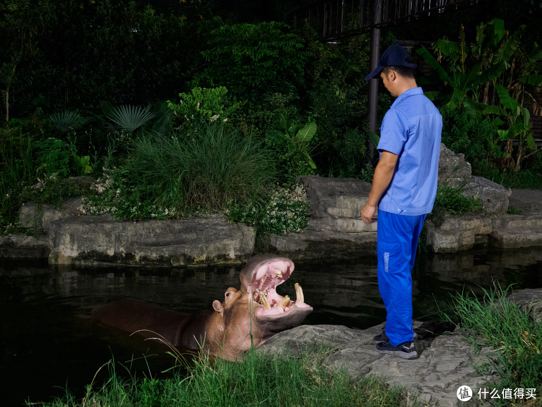 上海养生夜生活新去处——上海野生动物园夜场体验