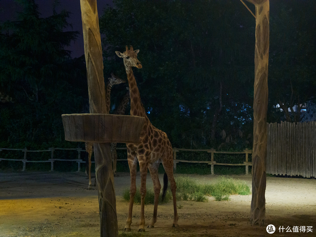 上海养生夜生活新去处——上海野生动物园夜场体验