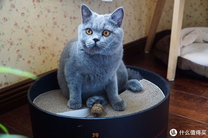 八年铲屎官聊聊养猫:如何最大限度实现人猫共