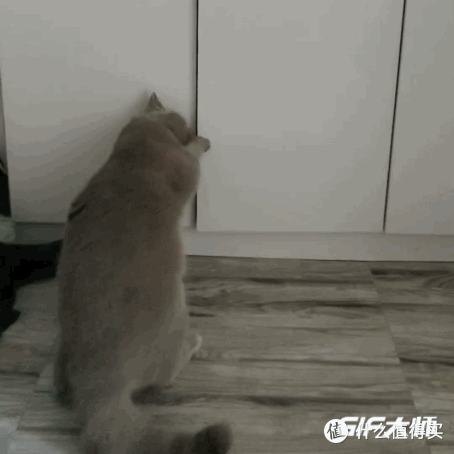 一只有开衣柜技能的小猫咪