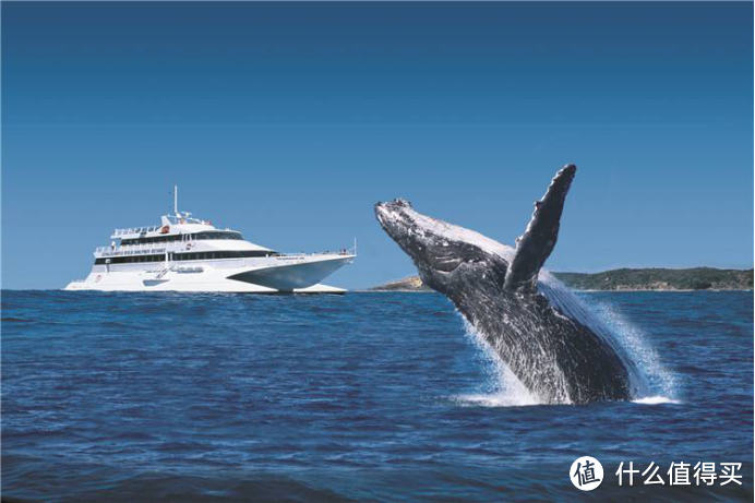 发现澳洲 | 澳洲黄金海岸攻略——观鲸