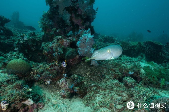 cuttle fish 