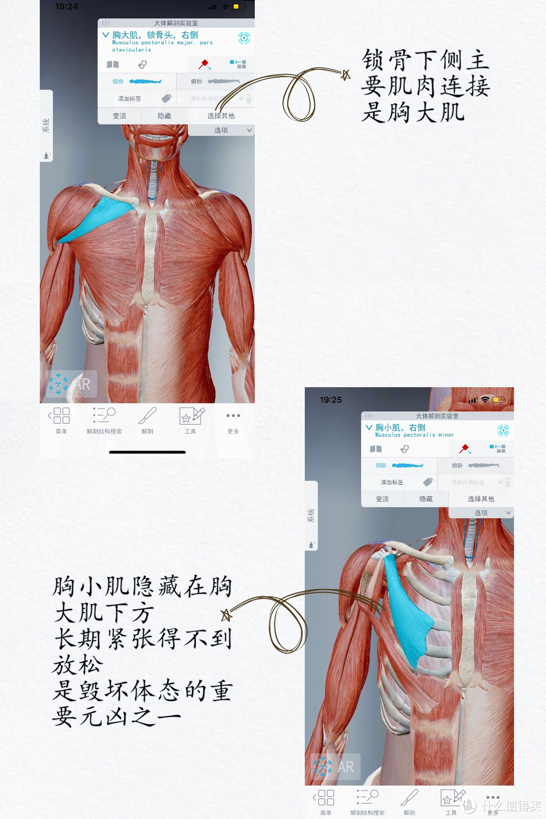 生理解剖图