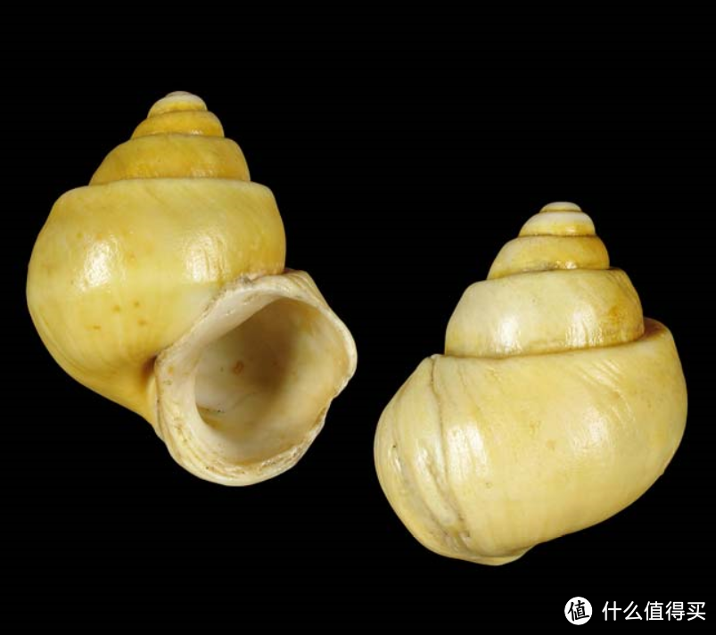 Neothauma tanganyicense