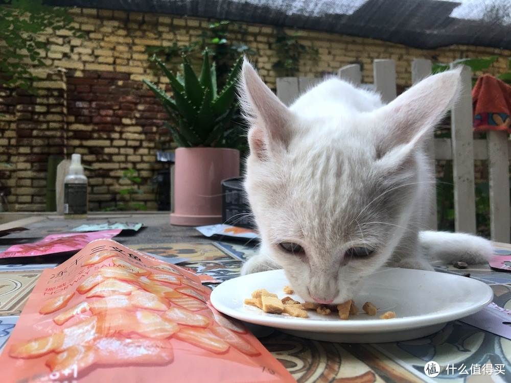 做我的喵和汪有口福，佩妮6+1宠食众测