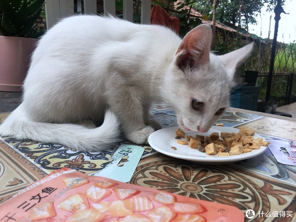 做我的喵和汪有口福，佩妮6+1宠食众测