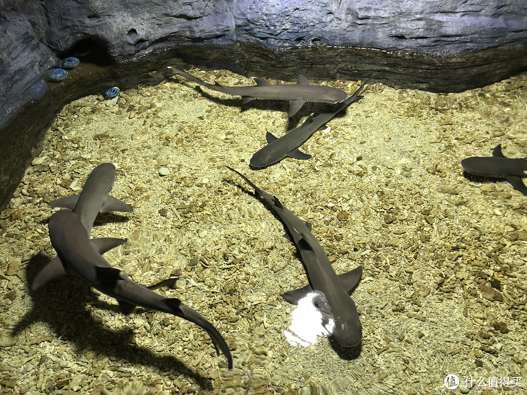 宠物黑鳍鲨图片