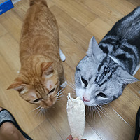 让两只猫咪大打出手的美妙味道——佩妮6+1 宠物冻干