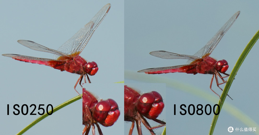 非麒麟臂或上脚架不得触碰----索尼最长焦巨炮200-600mm变焦镜