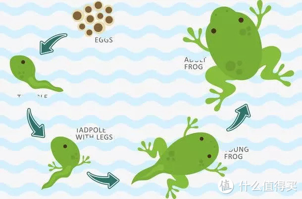 【青蛙生命周期】从小拓展萌娃眼界，一起探索青蛙变形记！