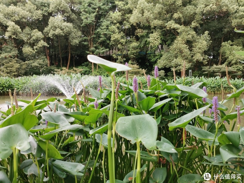 我用荣耀20 PRO两个月来，拍下了这些照片！来看看怎么样？