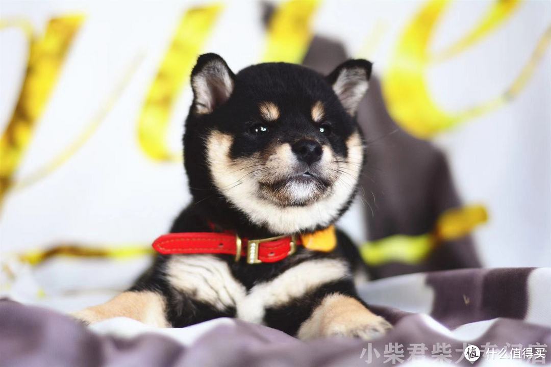 柴犬幼犬的挑选以及新手养柴犬的准备