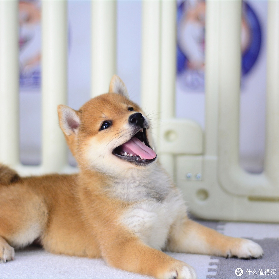 柴犬幼犬的挑选以及新手养柴犬的准备