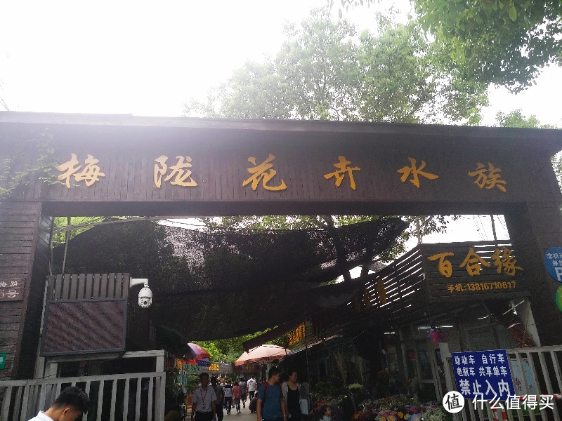 梅陇花鸟市场（就像逛植物园花市和水族馆一样）隐藏在1号线莲花路地铁站边