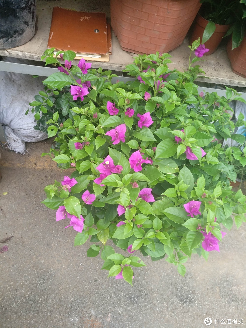 梅陇花鸟市场（就像逛植物园花市和水族馆一样）隐藏在1号线莲花路地铁站边