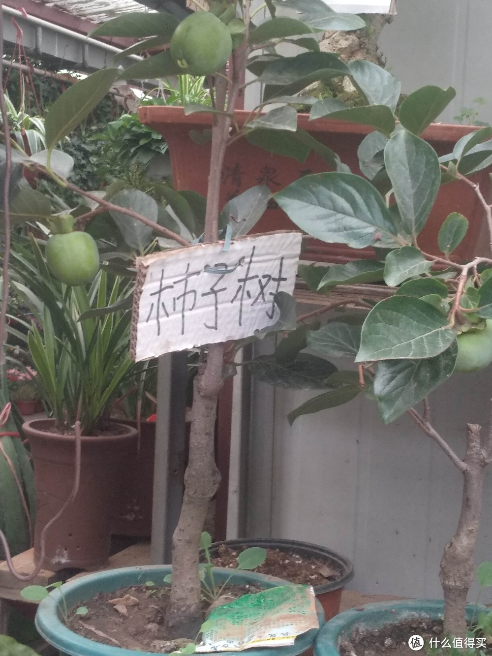 梅陇花鸟市场(就像逛植物园花市和水族馆一样)隐藏在1号线莲花路地铁站边