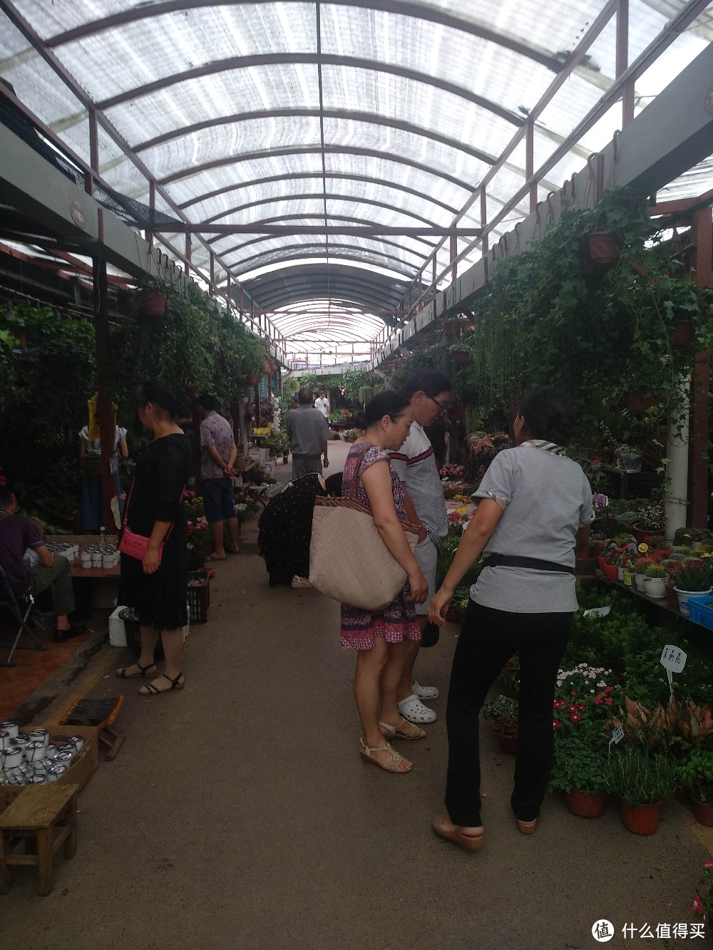 梅陇花鸟市场（就像逛植物园花市和水族馆一样）隐藏在1号线莲花路地铁站边