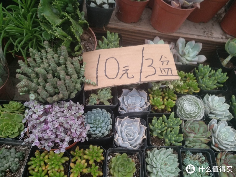 梅陇花鸟市场（就像逛植物园花市和水族馆一样）隐藏在1号线莲花路地铁站边