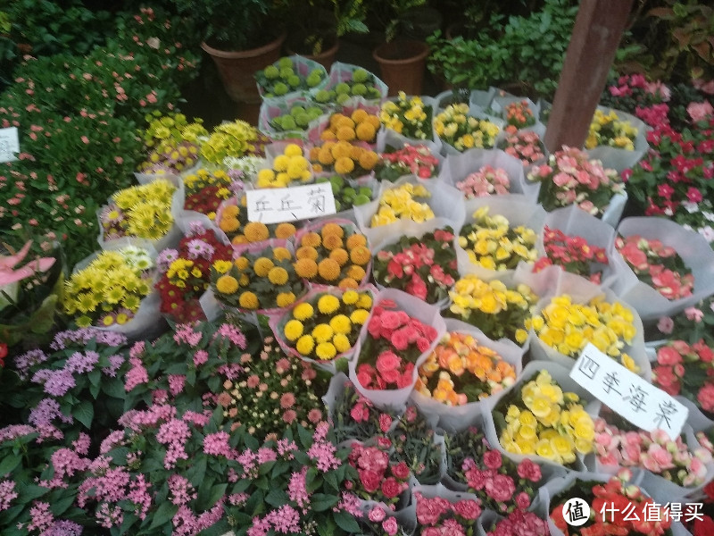 梅陇花鸟市场（就像逛植物园花市和水族馆一样）隐藏在1号线莲花路地铁站边