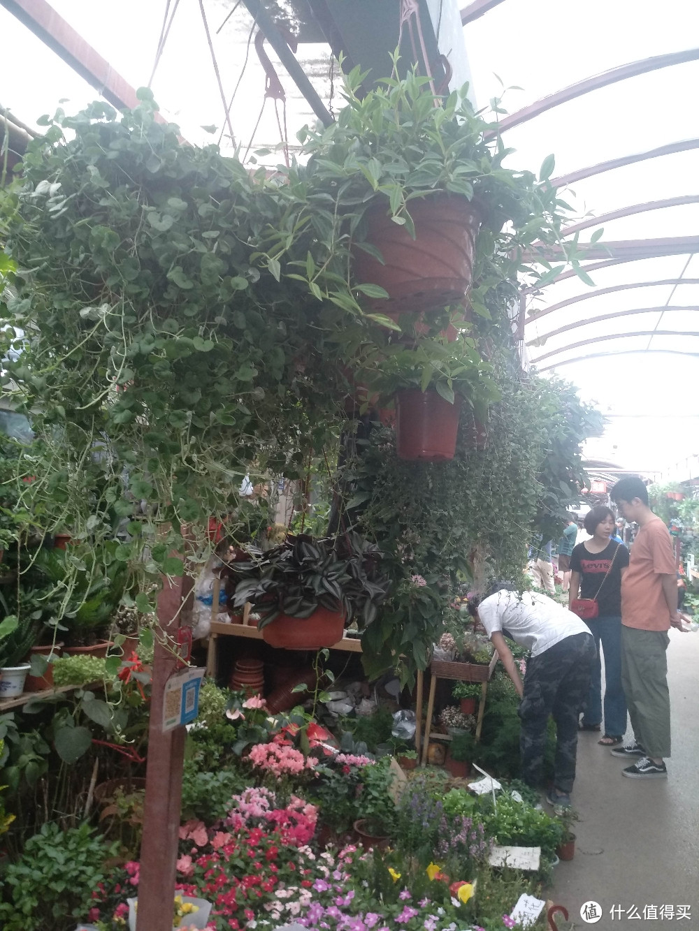 梅陇花鸟市场（就像逛植物园花市和水族馆一样）隐藏在1号线莲花路地铁站边