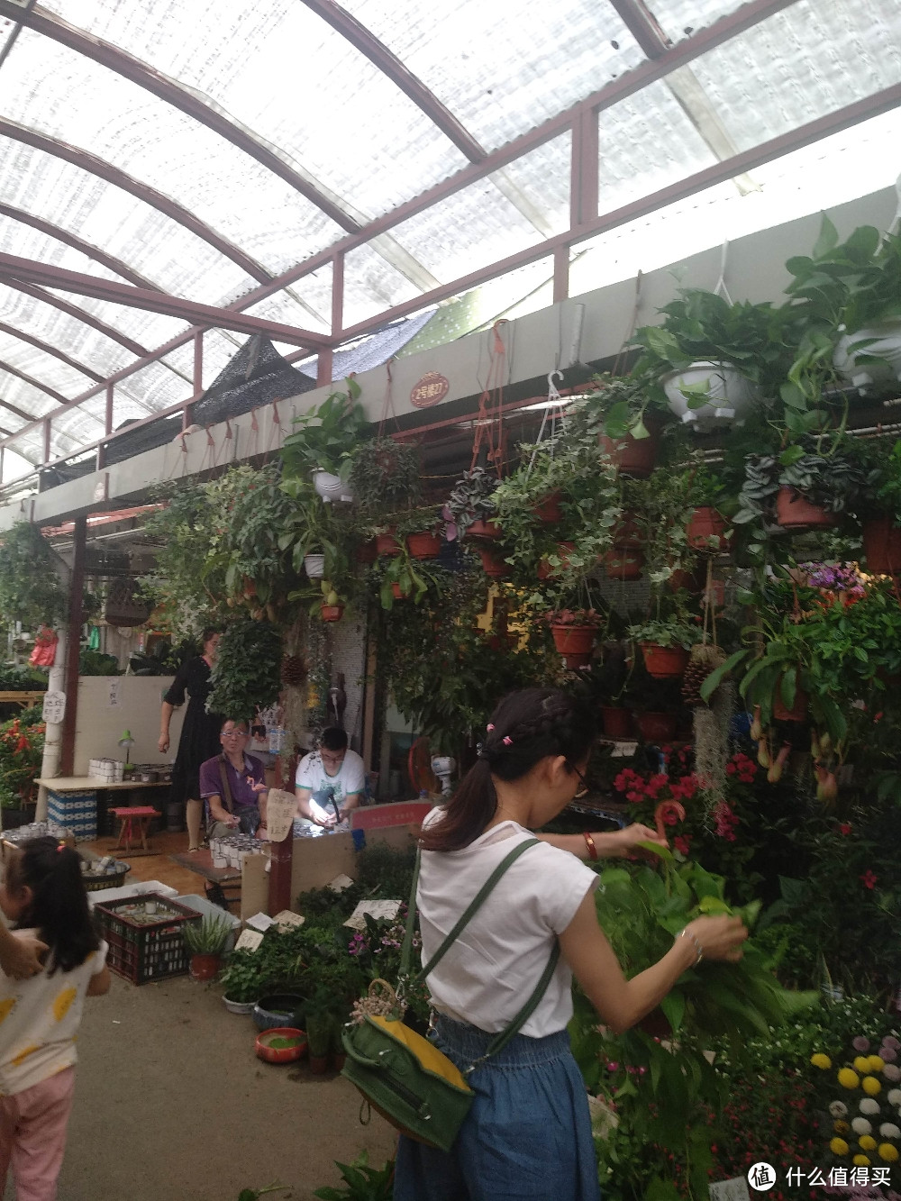 梅陇花鸟市场（就像逛植物园花市和水族馆一样）隐藏在1号线莲花路地铁站边