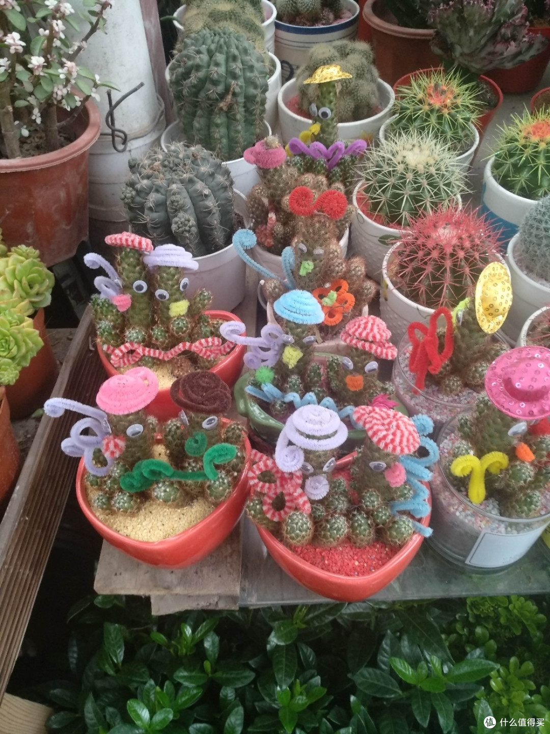 梅陇花鸟市场(就像逛植物园花市和水族馆一样)隐藏在1号线莲花路地铁站边