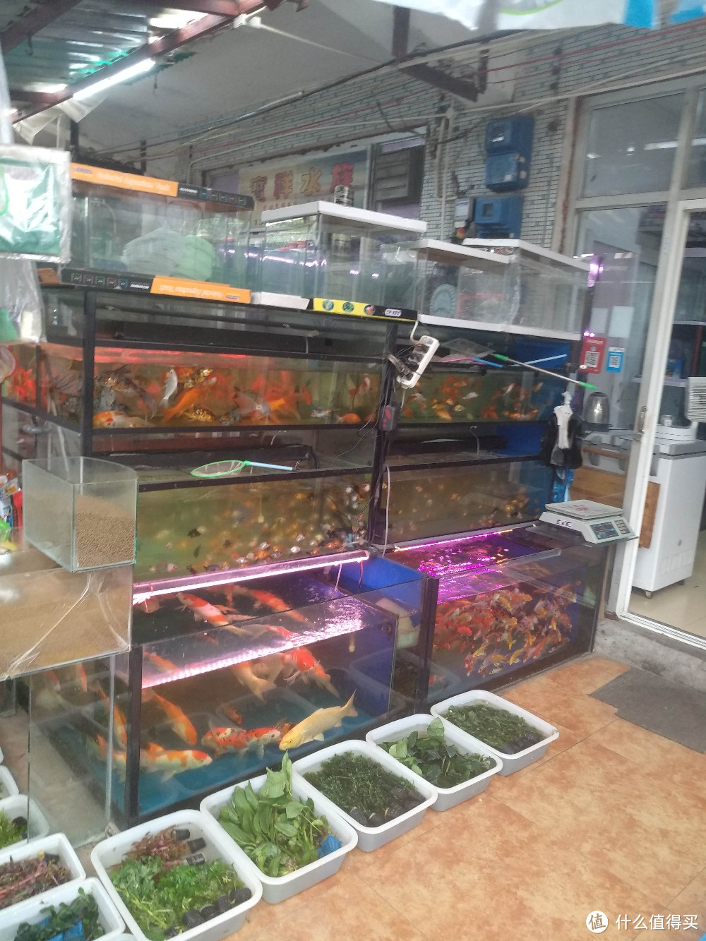 梅陇花鸟市场(就像逛植物园花市和水族馆一样)隐藏在1号线莲花路地铁站边