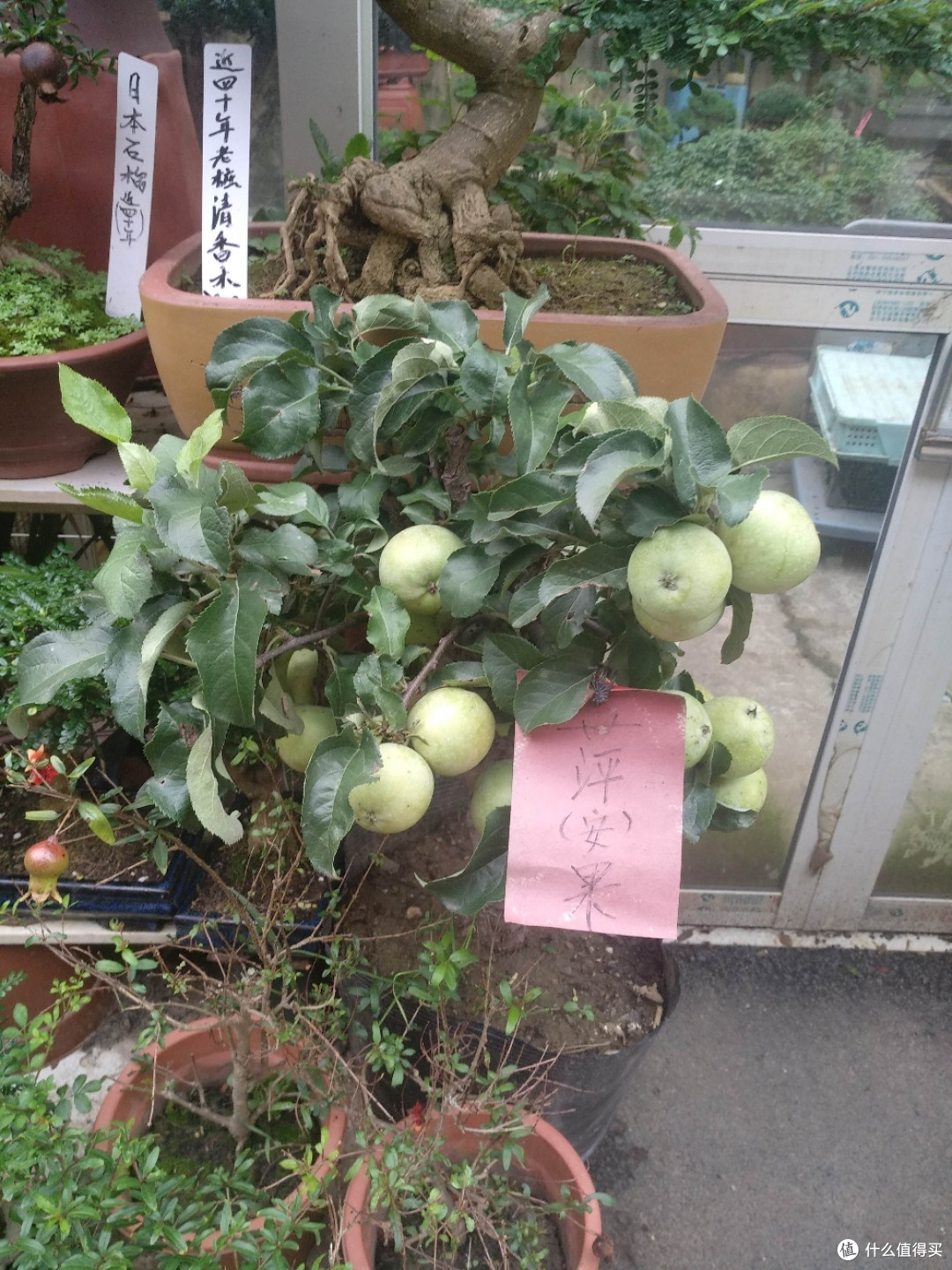 梅陇花鸟市场(就像逛植物园花市和水族馆一样)隐藏在1号线莲花路地铁站边