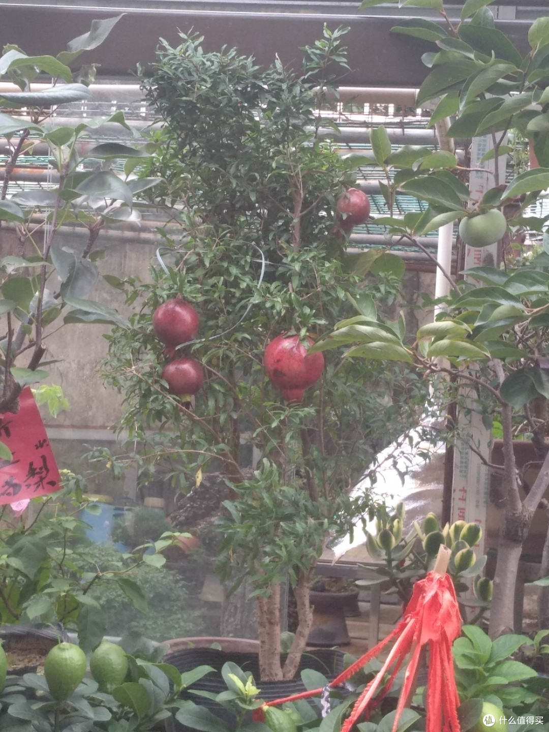 梅陇花鸟市场(就像逛植物园花市和水族馆一样)隐藏在1号线莲花路地铁站边