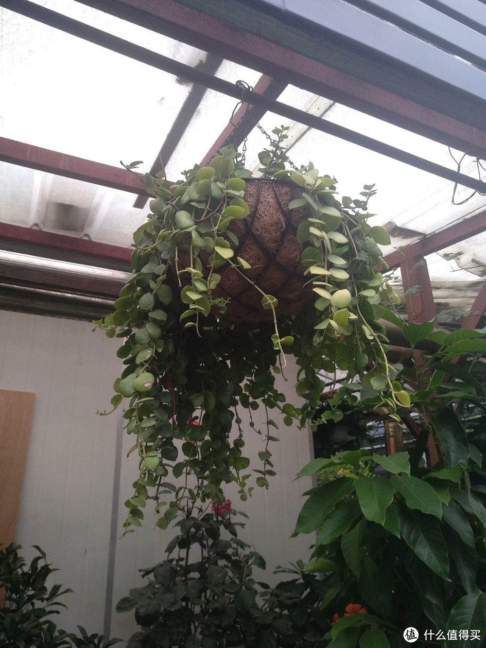 梅陇花鸟市场(就像逛植物园花市和水族馆一样)隐藏在1号线莲花路地铁站边